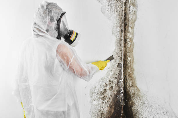 Best Insurance-Related Mold Remediation in Dunedin, FL