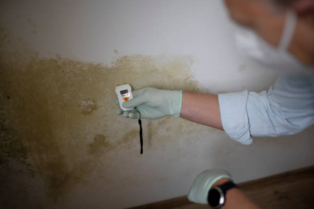 Best Mold Remediation for Schools in Dunedin, FL