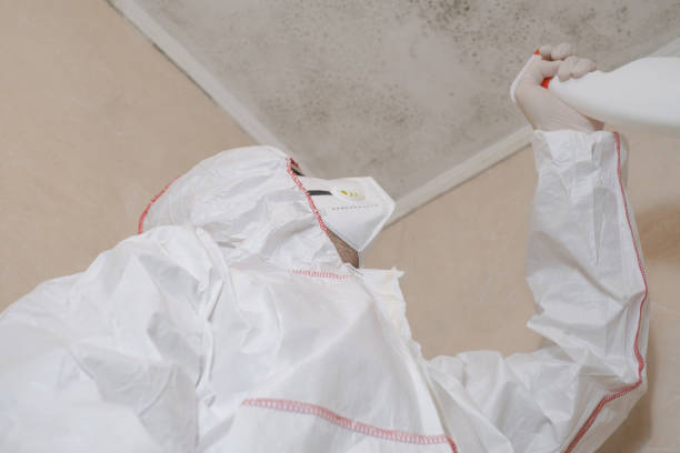 Best Post-Flood Mold Remediation in Dunedin, FL